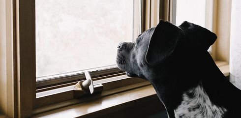 Hund alleine lassen - so gewöhnst du ihn daran.