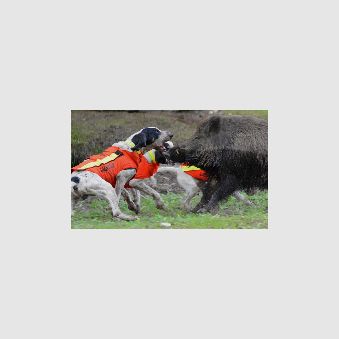 CANIHUNT DOG ARMOR V2, Bild 2 von 4