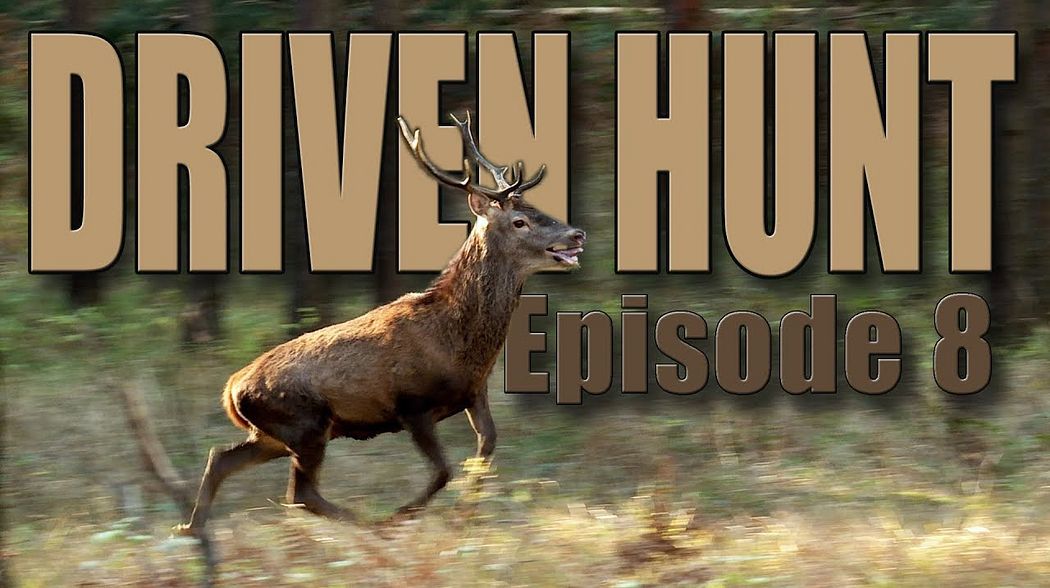 DRIVEN HUNT EPISODE 8 - Deer & Wild boar in Germany with hunting dogs 2018 (Drückjagd)