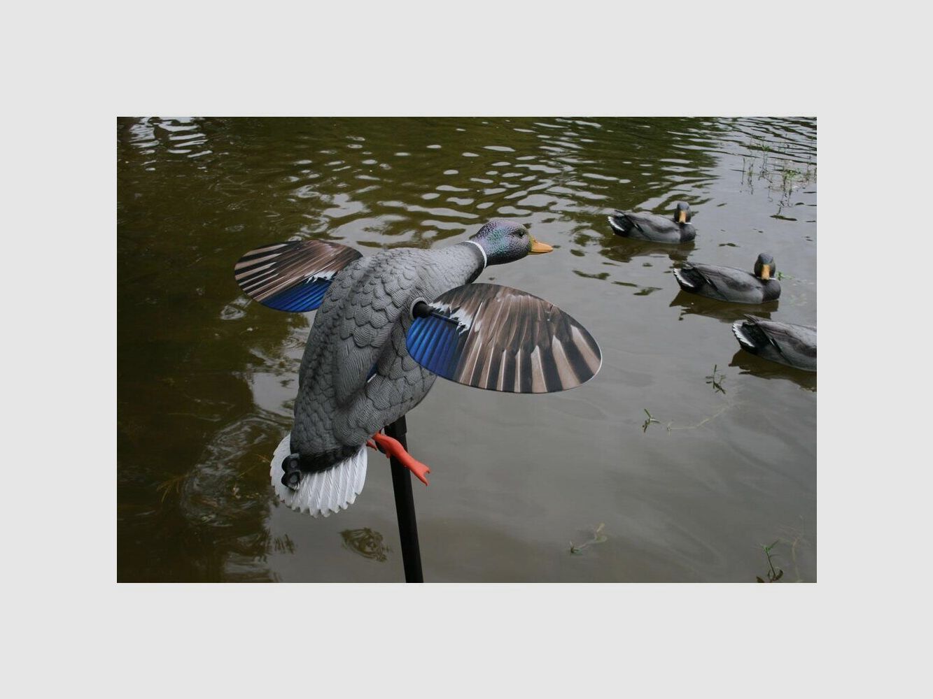 Mojo King Mallard Elite Series – Kręcąca się Kaczka z akumulatorem Li-ion 6V, zdjęcie 2 z 3