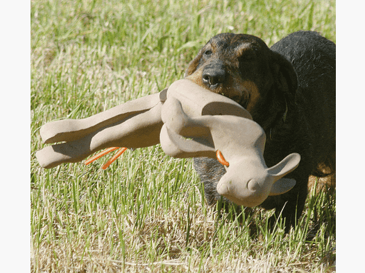 Équipement de chasse pour récupérer des lapins