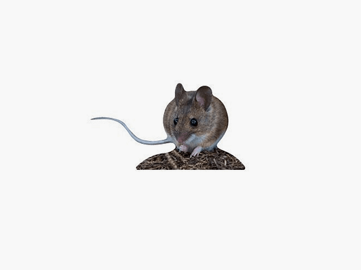 Support animal Souris des bois