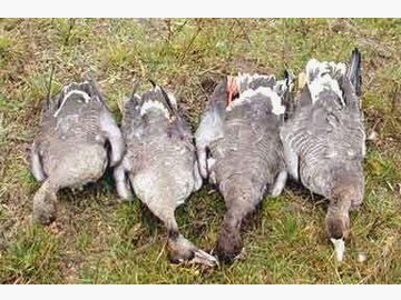 Flintenjagd auf Enten & Gänse im Donaudelta