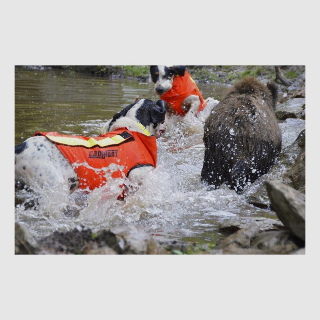 HUNDESCHUTZWESTE CANIHUNT DOG ARMOR V2 NEU, Bild 4 von 11