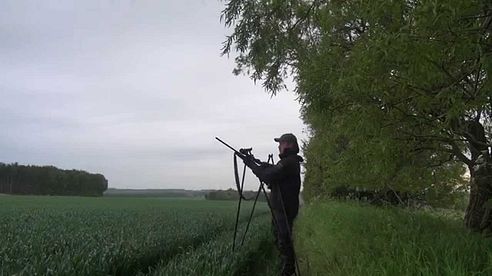 Jagt på Sommerbukken / Roe Deer hunt