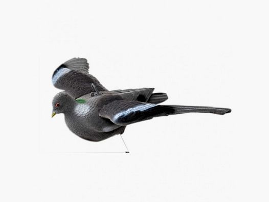Pigeon appelant volant/en approche, floqué, ailes fixes