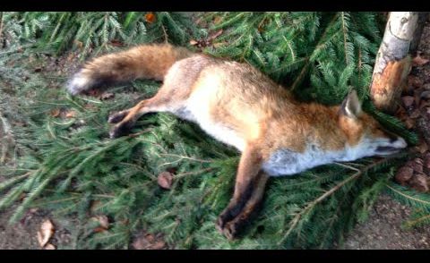 Hunters TV - Fox hunting in Germany