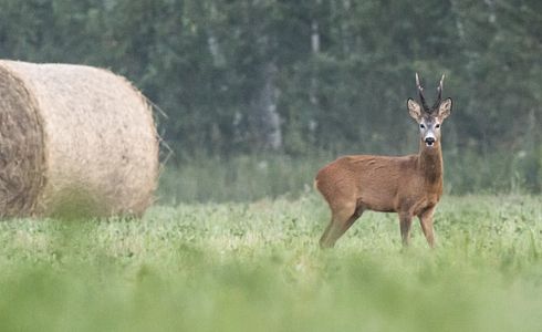 Haltepunkte auf Jagd: Sichere Treffer je nach Wildart