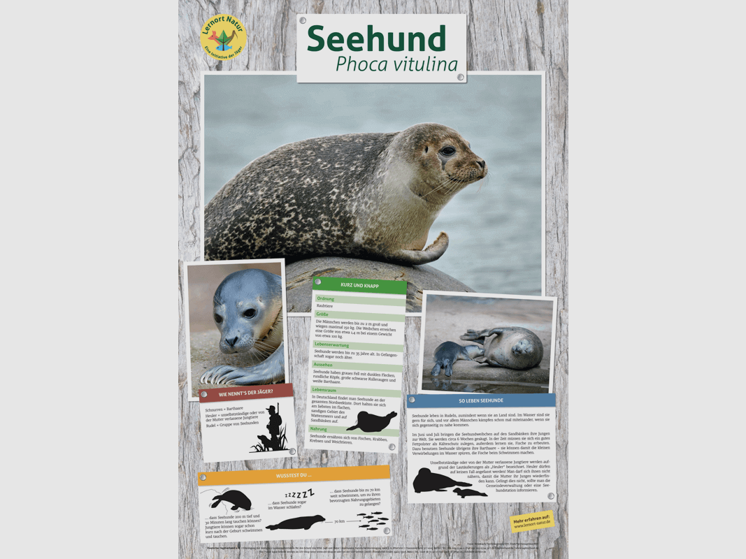 Leerplek Natuur - Zeehond Poster