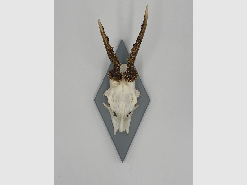 Horn board - trophy board roe deer Waldemar - color black, gray or white