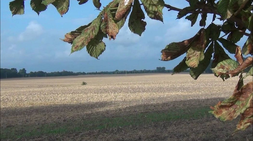 Marderhund und Wildgänse bei der Ernte