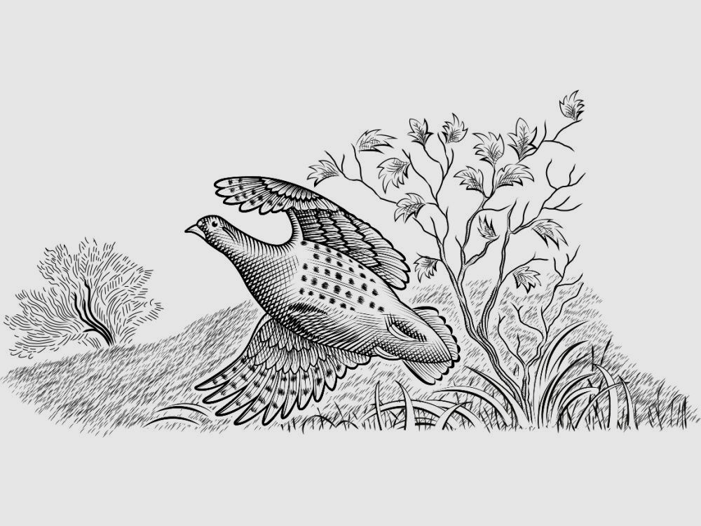 BERETTA 687 silver Pigeon 3 Sporting Links