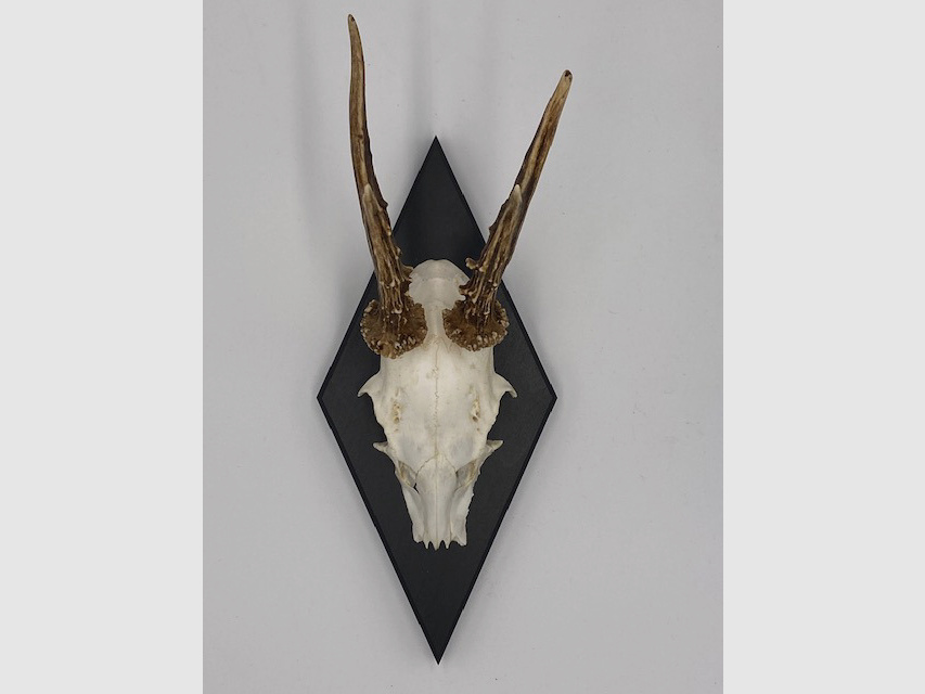 Horn board - trophy board roe deer Waldemar - color black, gray or white