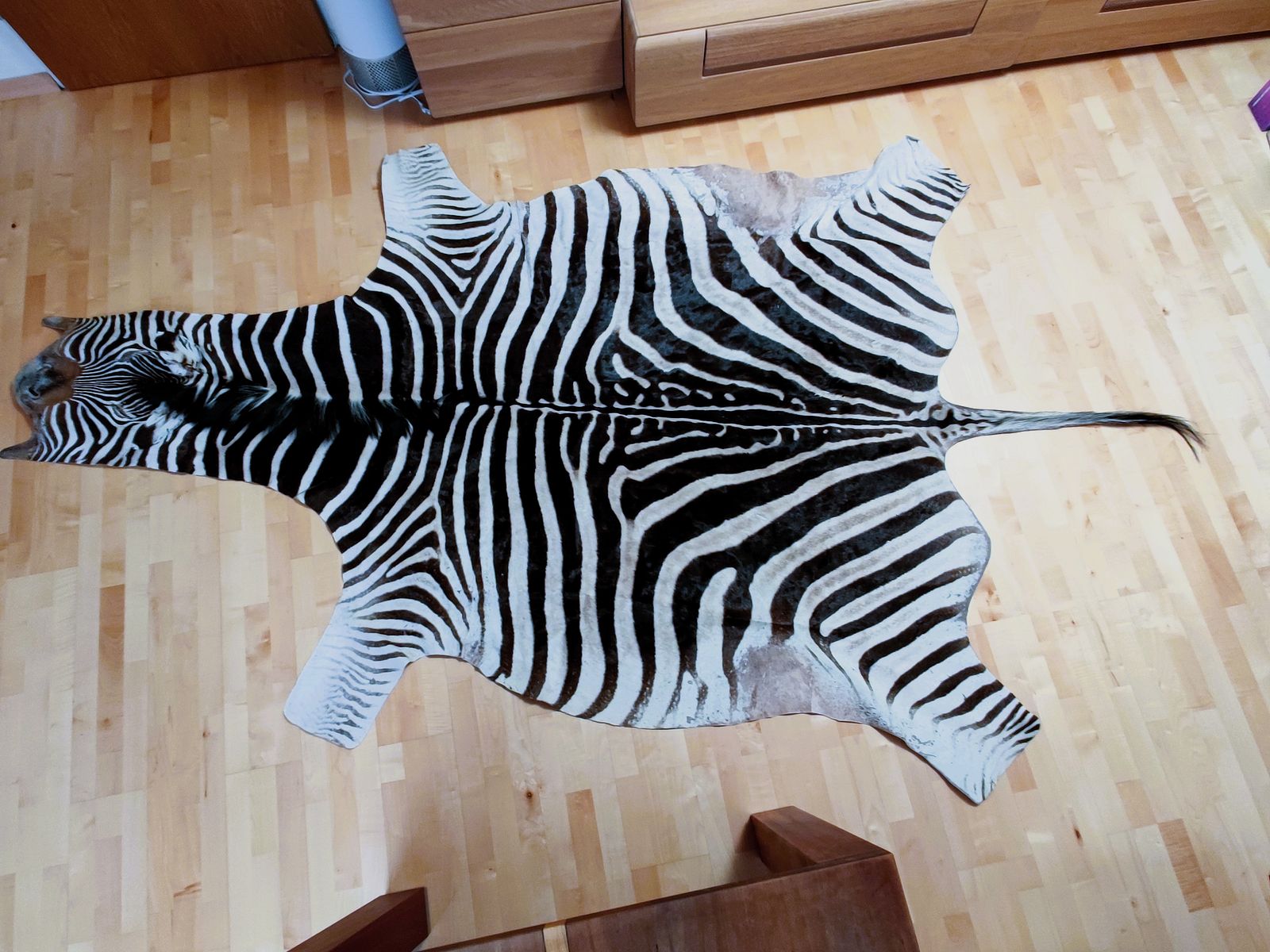 Echtes XXL Zebrafell aus Südafrika 325 cm UVP1999€