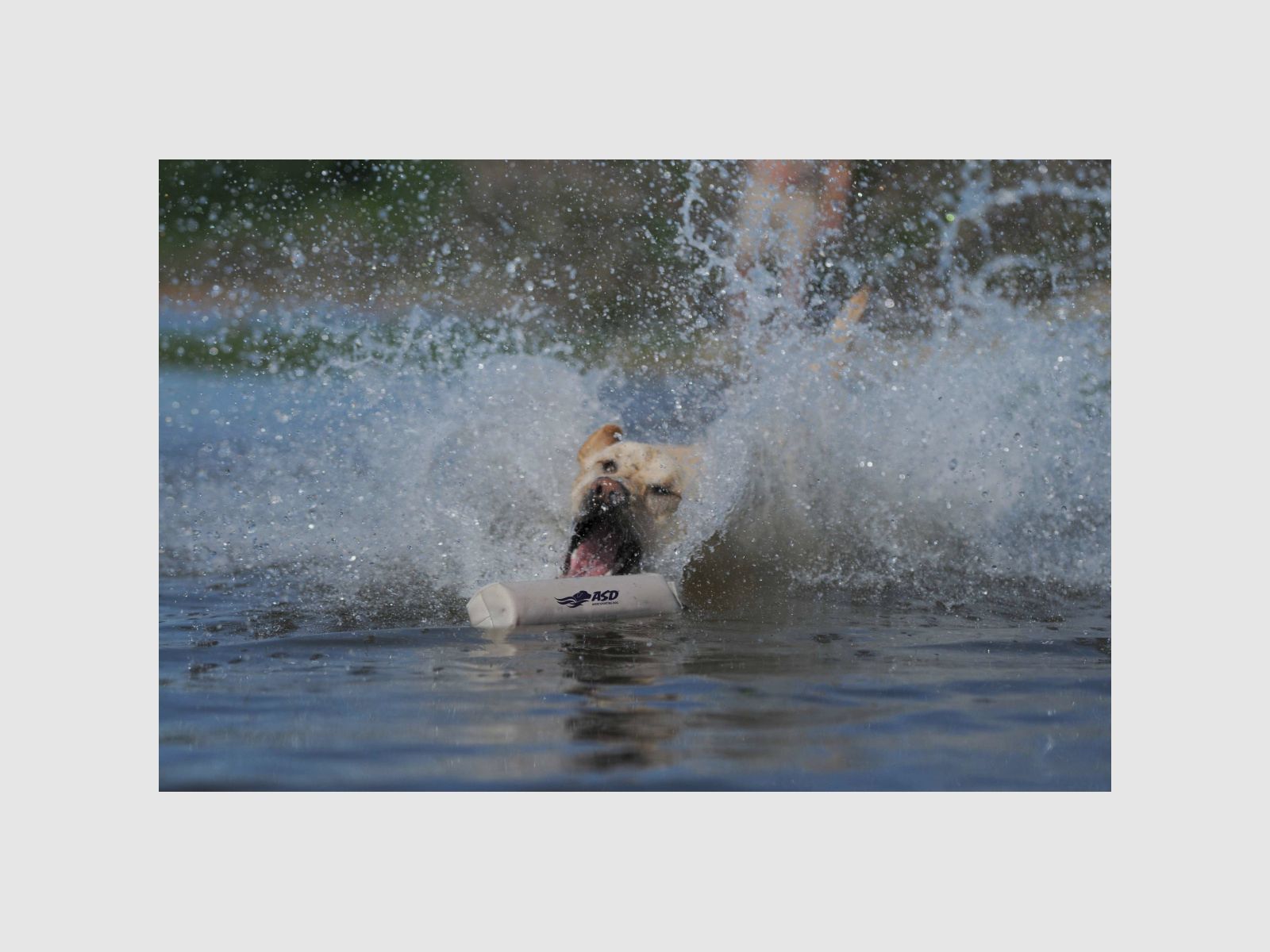 ASD Cane Canvas Bumper 3" Bianco