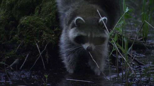 Projekt Waschbär in Deutschland