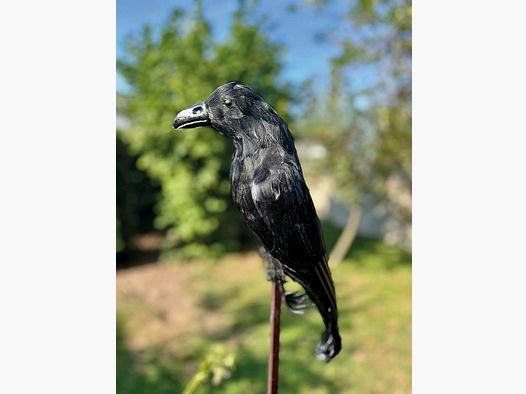 Corbeau à plumes