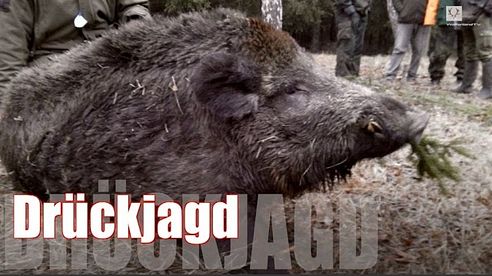 Drückjagd 2015 /Driven Hunt December 2015/ Battue au Gros Gibiers