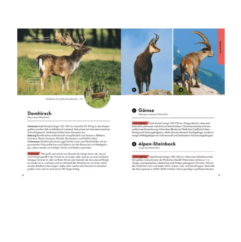 Libro "Guida alla Natura: Animali e Piante della Tua Terra", immagine 3 di 5