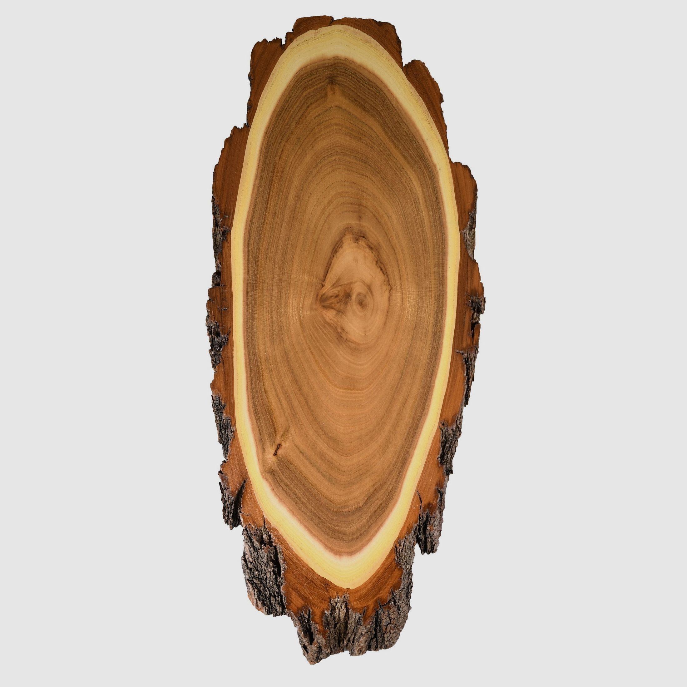 Acacia de Hirschschild