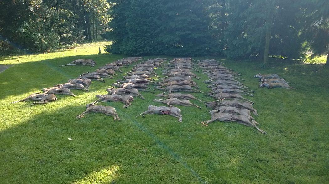 Kahlwildjagd in Polen - Für hungrige Profis oder lernwillige Anfänger