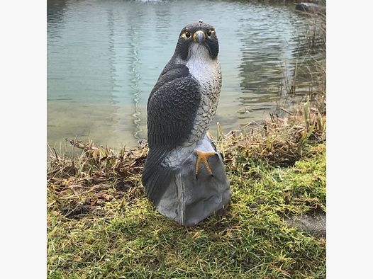 Falco seduto