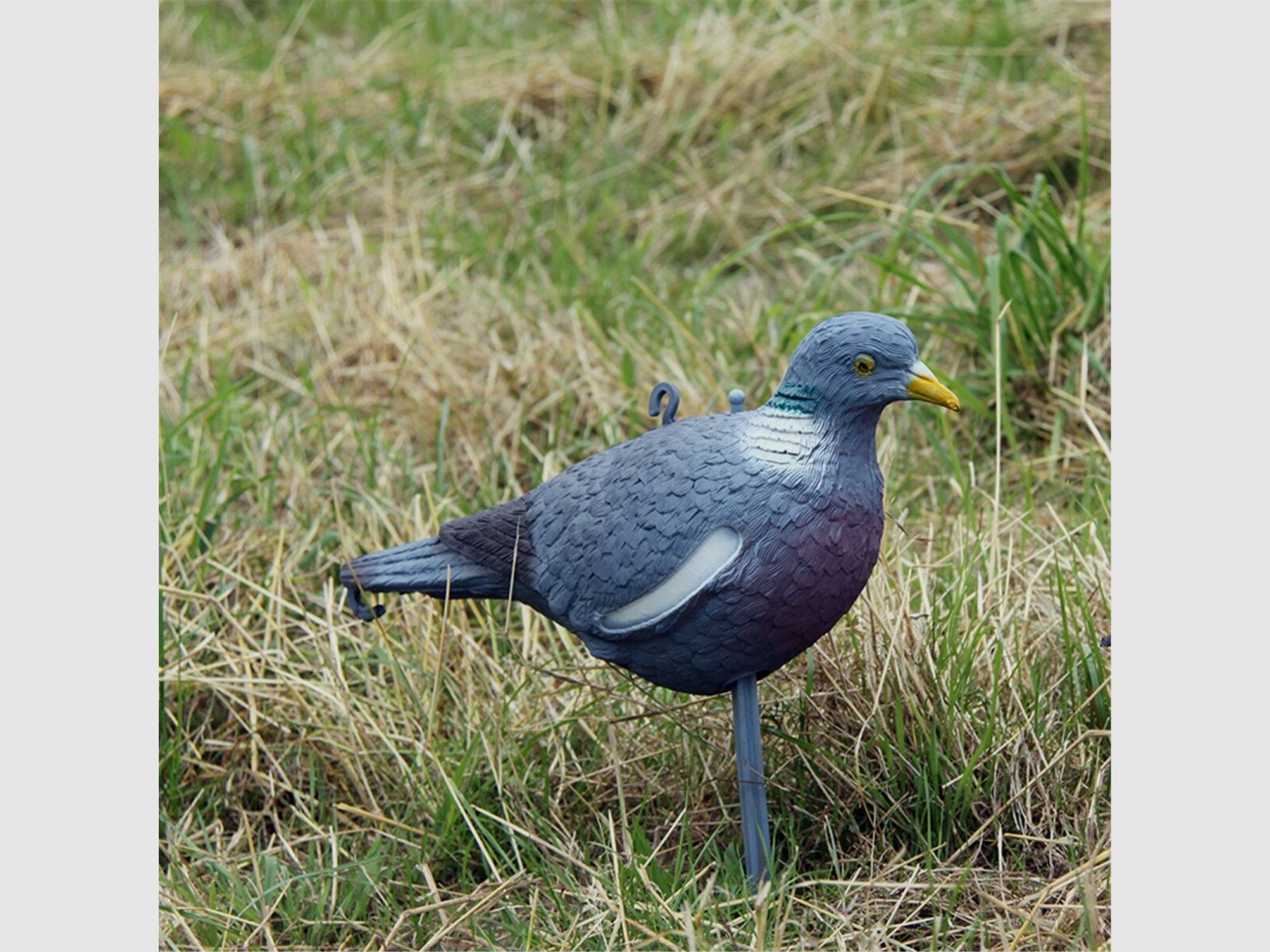 Lockvogel Ringeltaube