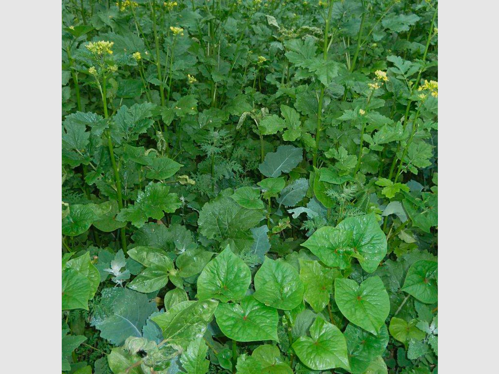 Kiepenkerl miscela di colture di copertura