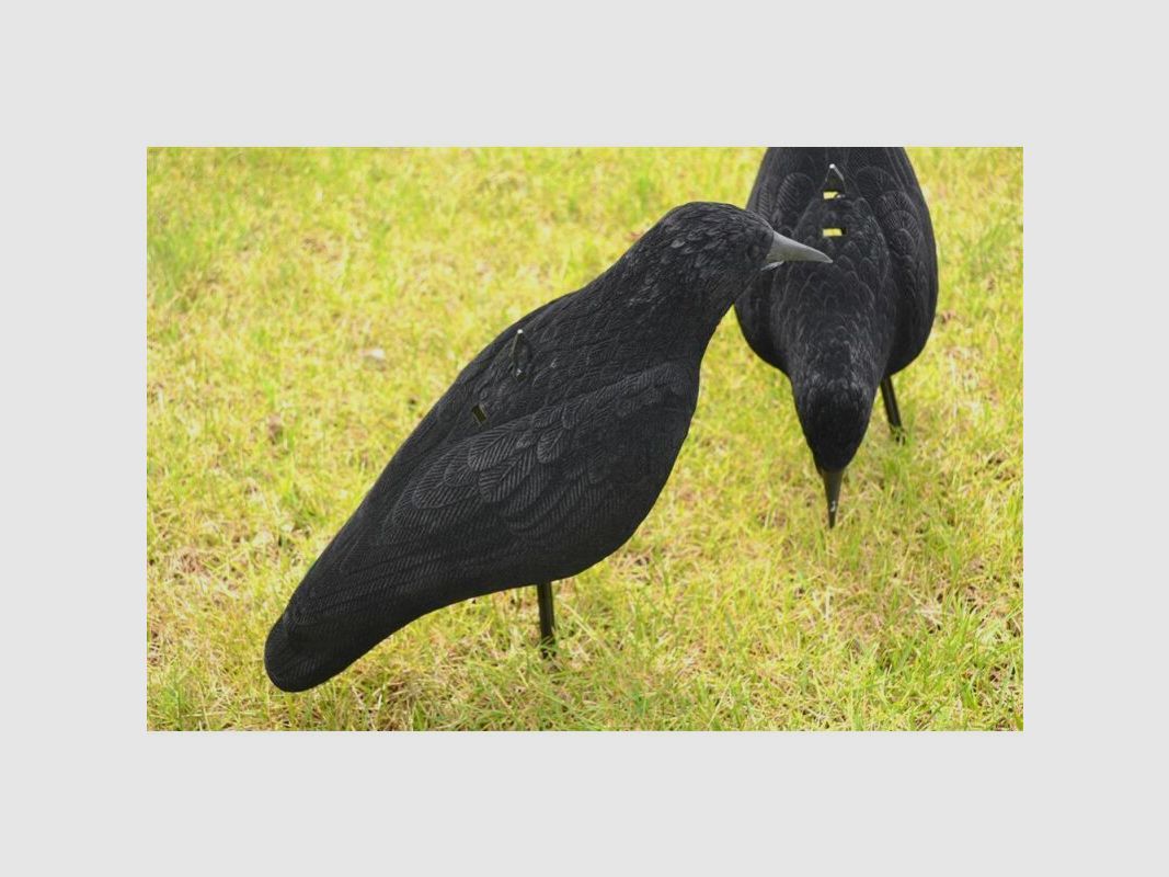 Krähenjagd-Set: 10 x Flock-Lockkrähe Halbschale & Lockschmiede Krähenlocker