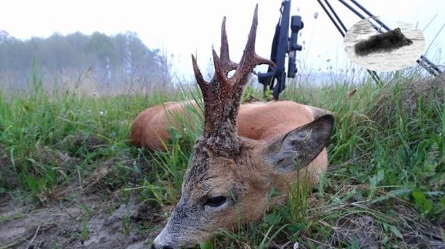 Roebuck hunting in may - best moments