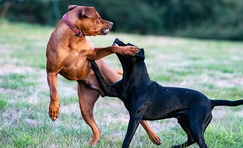 Hundebiss: Vermeidung, Folgen und Risiken