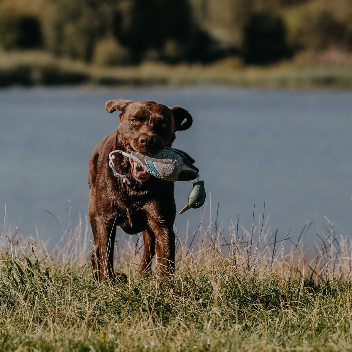 HP&G Apportierdummy Pato de Stock