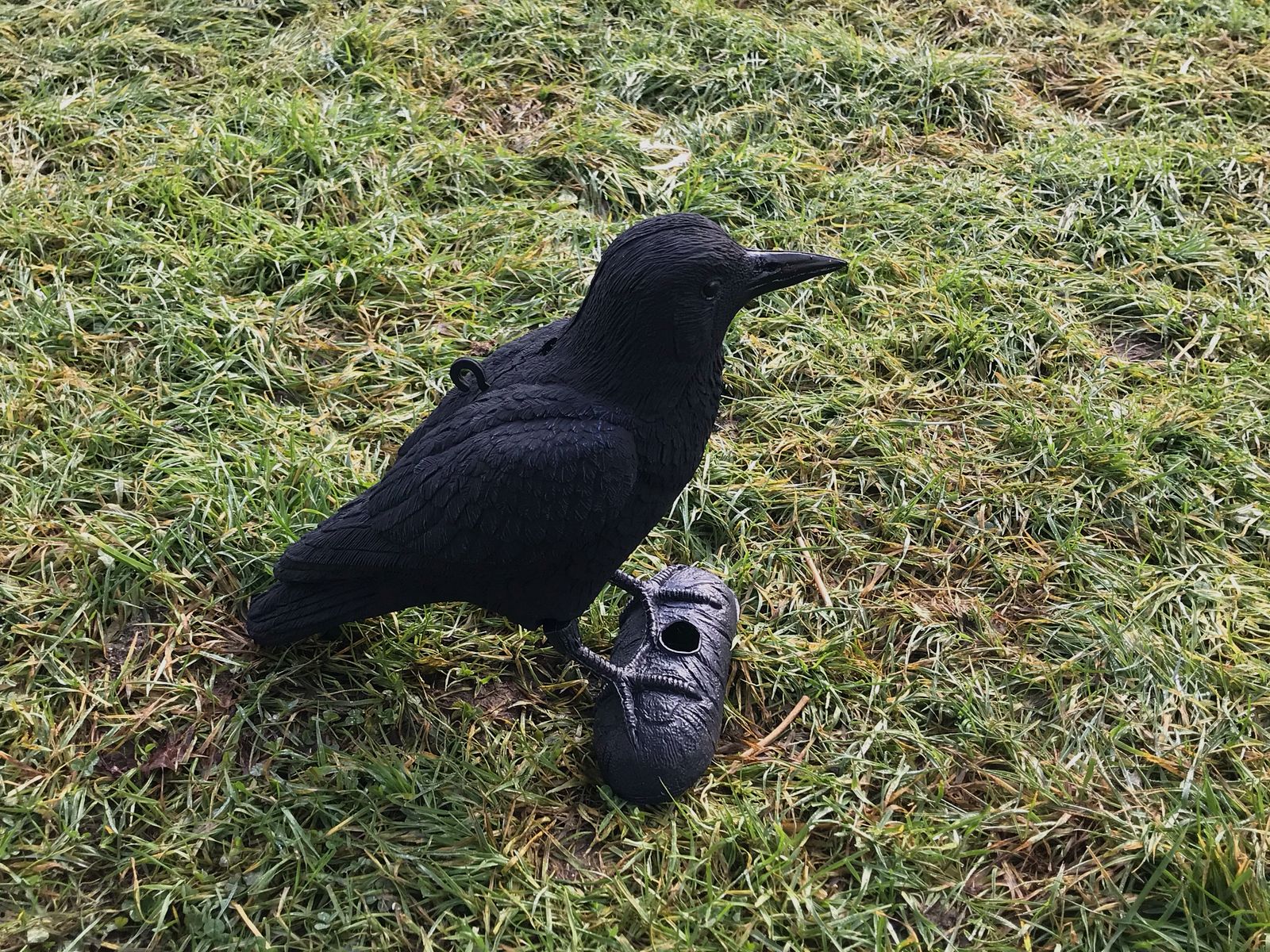 Krähe
