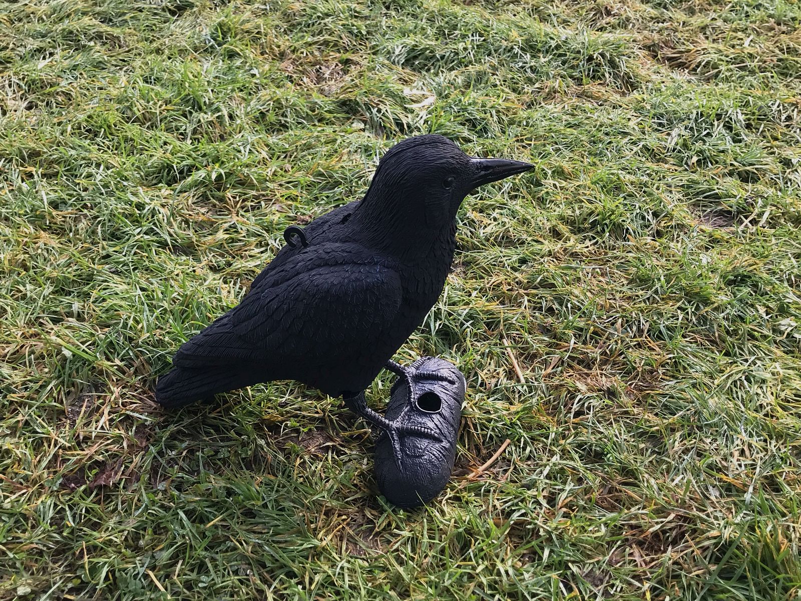Corbeau