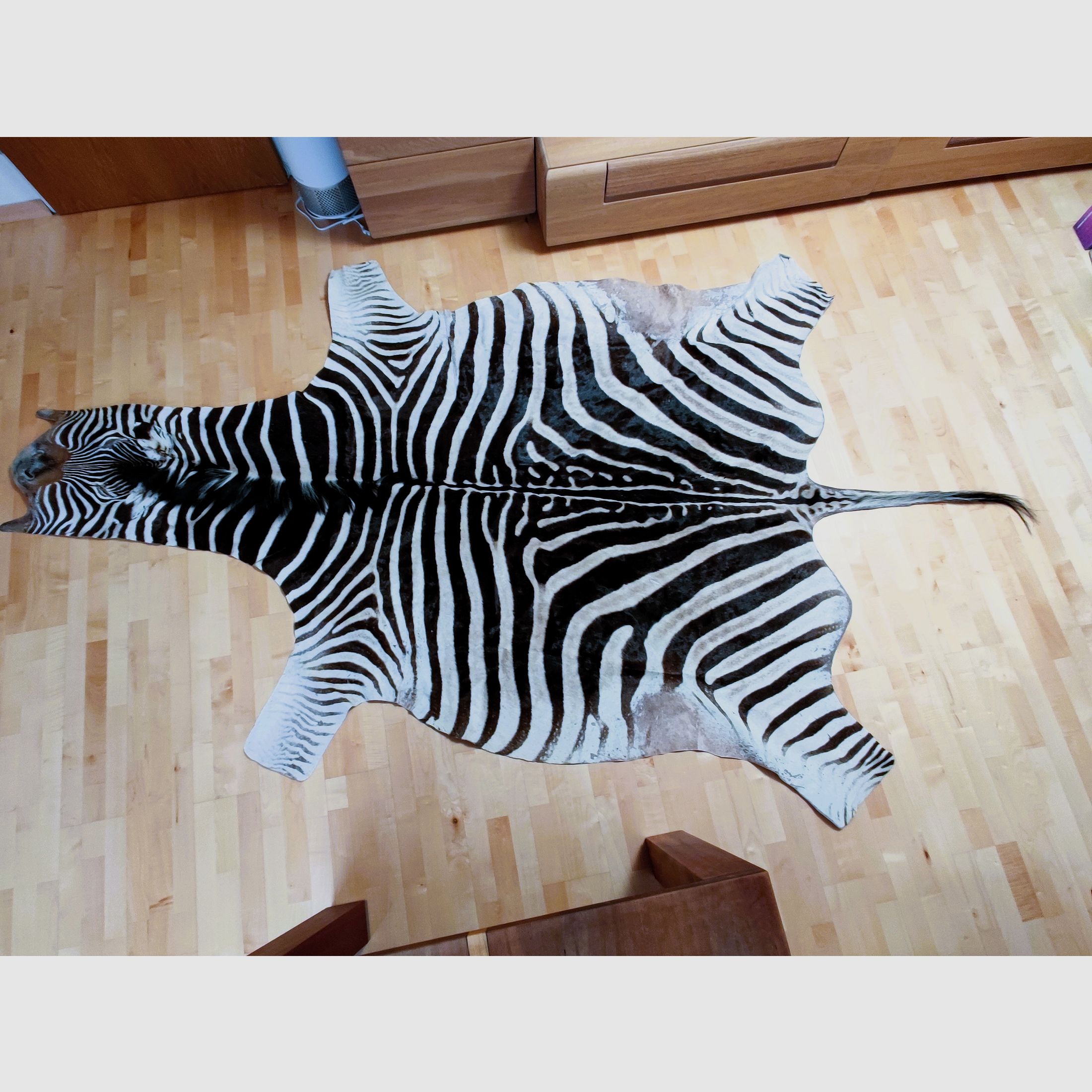 Echtes XXL Zebrafell aus Südafrika 325 cm UVP1999€