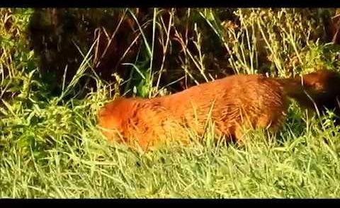 Natur und Jagd MV August September 2018