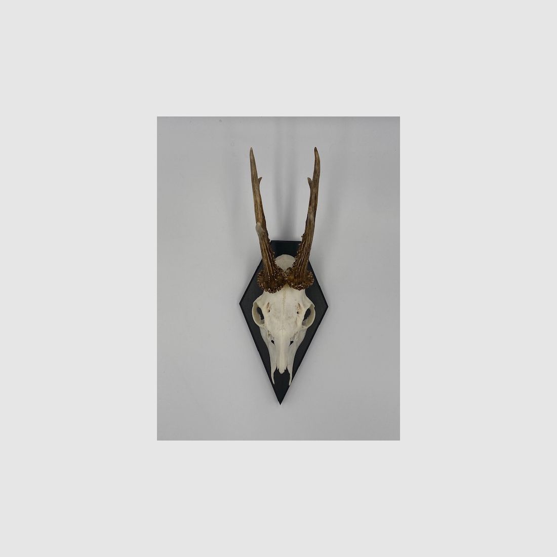 Gehörnbrett - Trophäenbrett Reh Waldtraut - Farbe schwarz, grau oder weiß