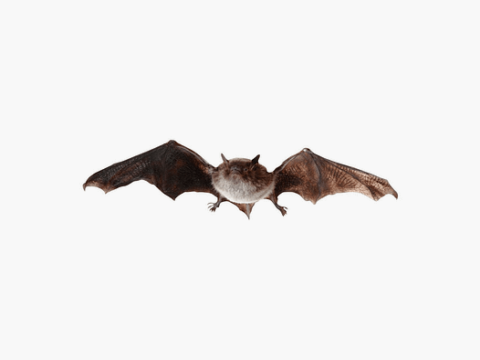 Support animal Chauve-souris à grandes ailes