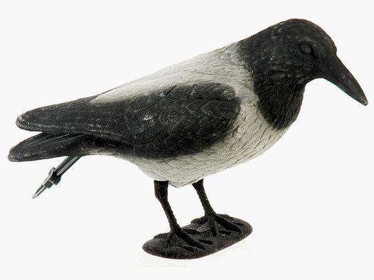 Vollkörper-Lockkrähe beflockt Nebelkrähe