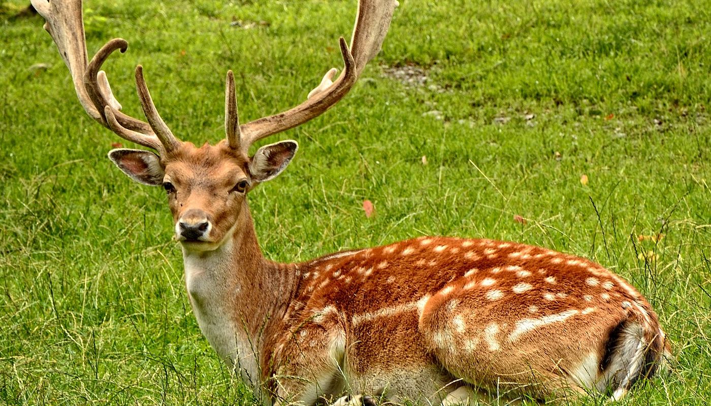 The Luring Hunt for the Fallow Deer