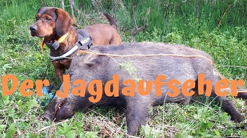 Drückjagd 2018 Drivenhunt / Chasse