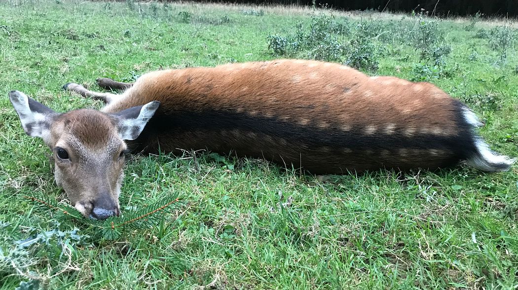 Ein Sinneswandel, der kauf einer Blaser R8