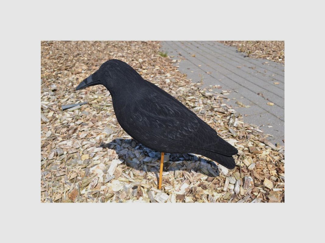 Lockkrähe beflockt Riesenkrähe Magnum 50cm