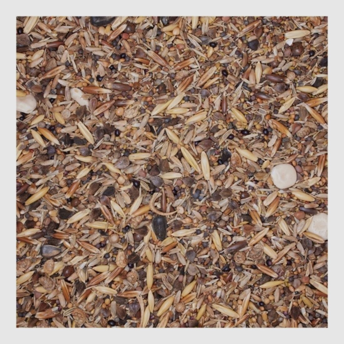 BSV Saaten WaidGreen® mélange de semences pionnier forestier, image 2 sur 2