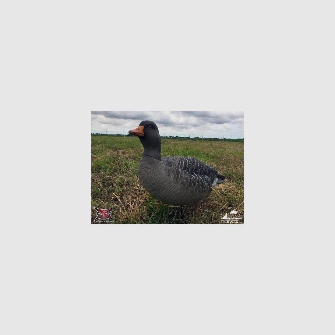 Formen von Graugans auf Füßen AvianX x6, Bild 5 von 8