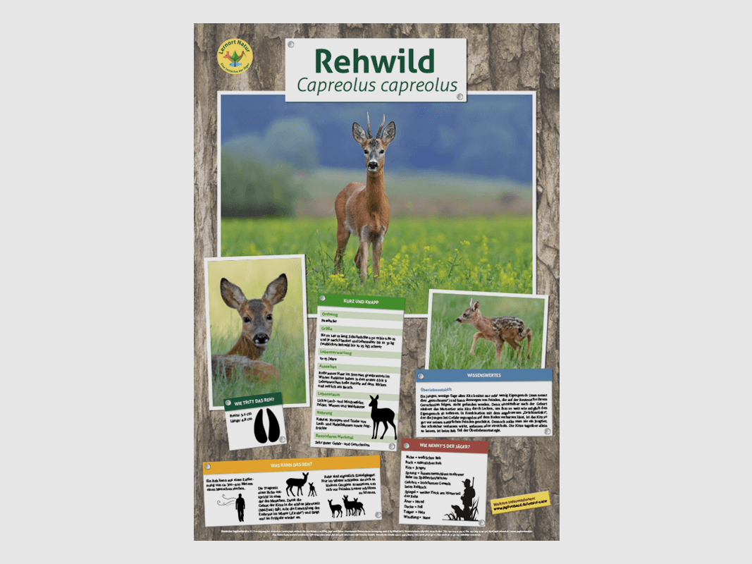 Luogo di apprendimento natura - Poster fauna selvatica cervo