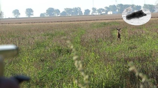 How to call in roebuck #5  Roebuck hunting calling Rehbock Blattjagd Chasse approche brocard