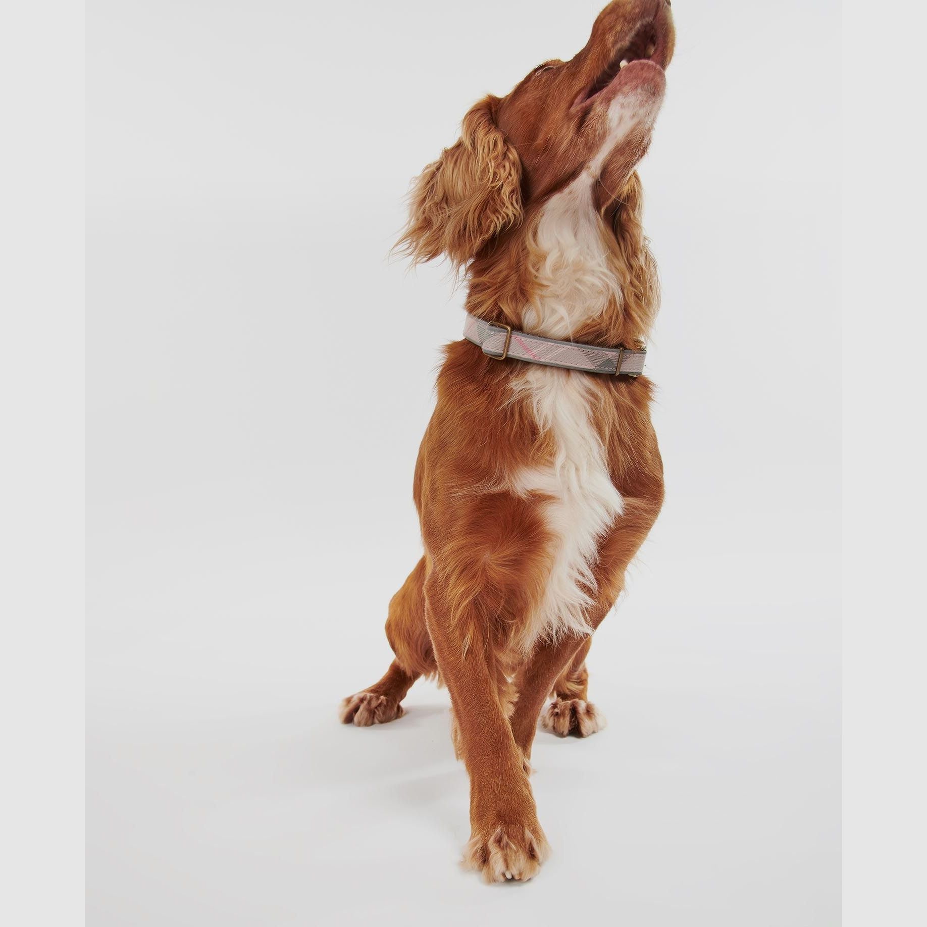 Barbour Reflective Dog Collar - reflektierendes Halsband