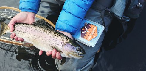 Fischarten für Anfänger: Eine Einführung in die häufigsten Arten