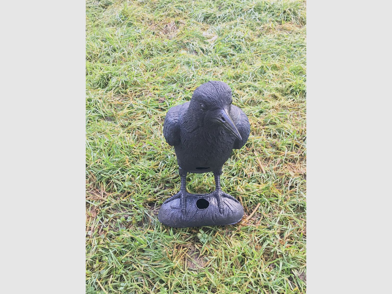 Corbeau